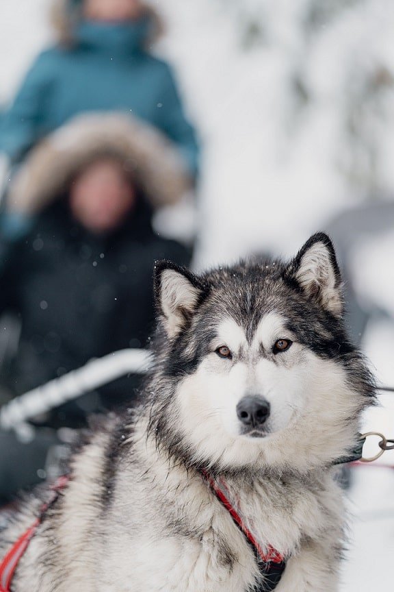 Gîte La Patte Nordic - Chalet Trappeur - Love’nSpa - weekend en amoureux, love rooms avec spa ou jacuzzi privatif10 de Gîte La Patte Nordic - Chalet Trappeur