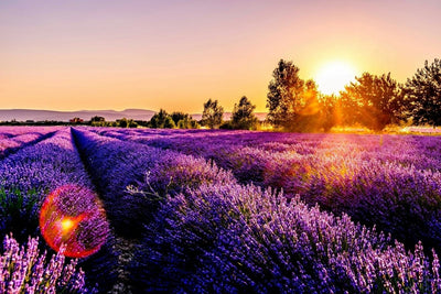Alpes-de-Haute-Provence - Love’nSpa