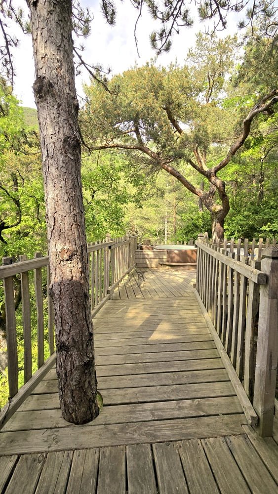 Cabane dans les arbres avec jacuzzi privatif - Bois d&