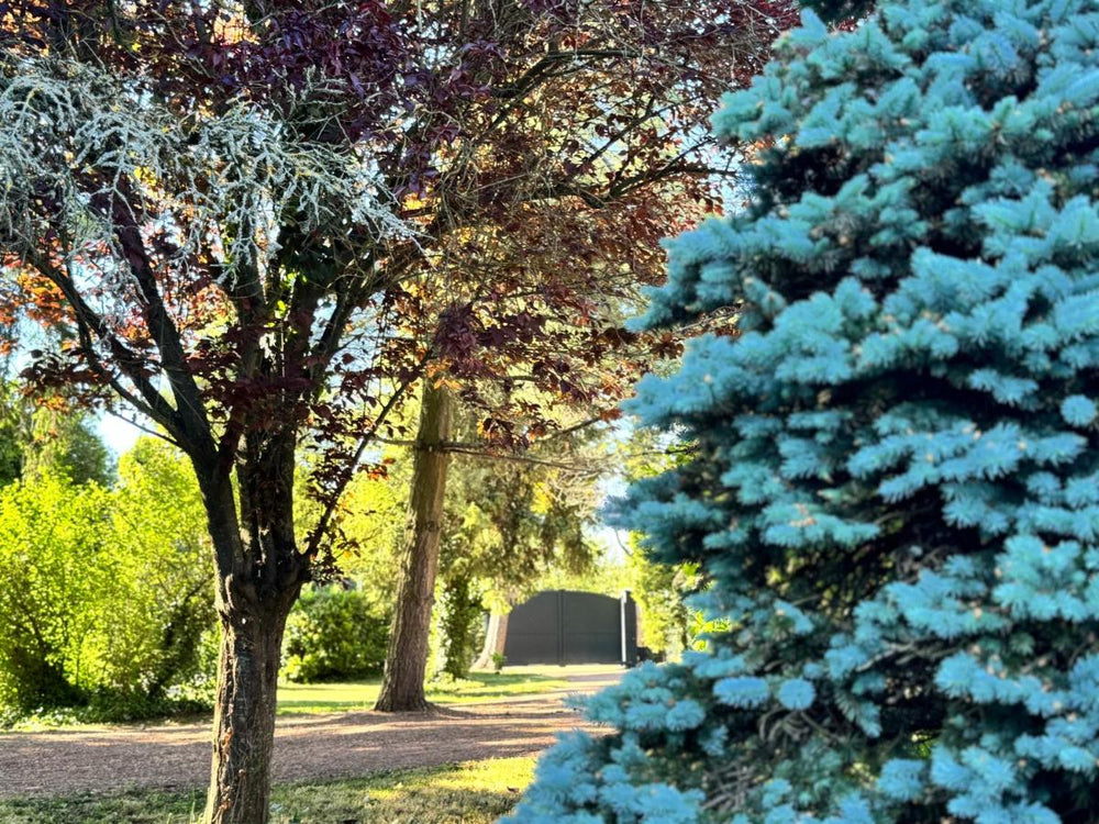 L'Écrin de la Sapinière - Love’nSpa - weekend en amoureux, love rooms avec spa ou jacuzzi privatif3 de L'Écrin de la Sapinière
